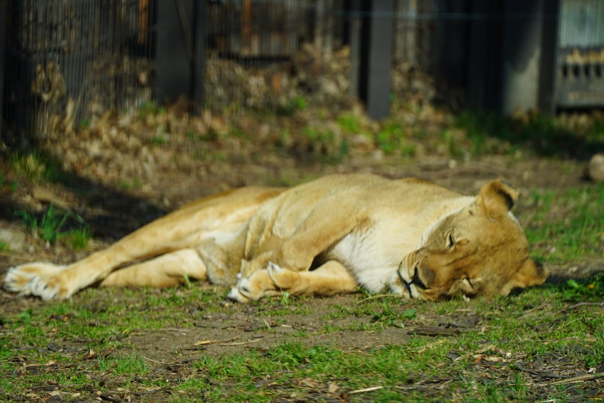 The Queen of Topeka Zoo’s Camp Cowabunga is turning 20! 🥳👑🦁 Join us on Saturday April 6 at 10 am to celebrate lioness Asante’s 20th birthday! There will be cupcakes, crafts, and a chance for guests to chat with Asante’s care team.