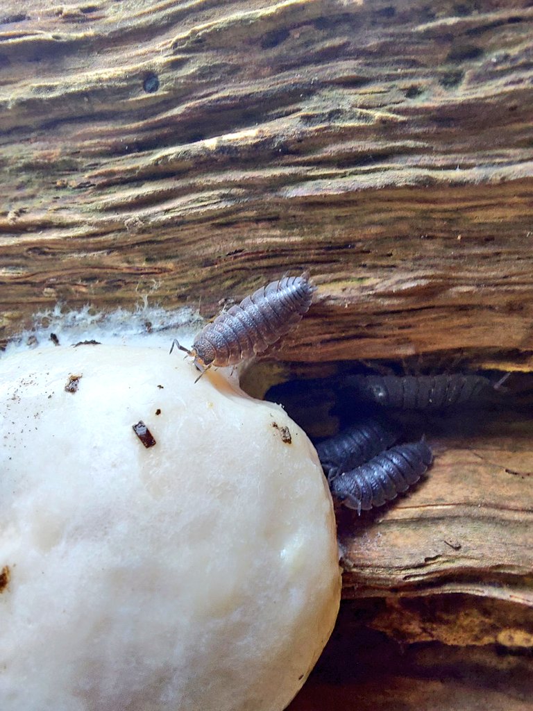 Some woodlice having a munch on some fungi.