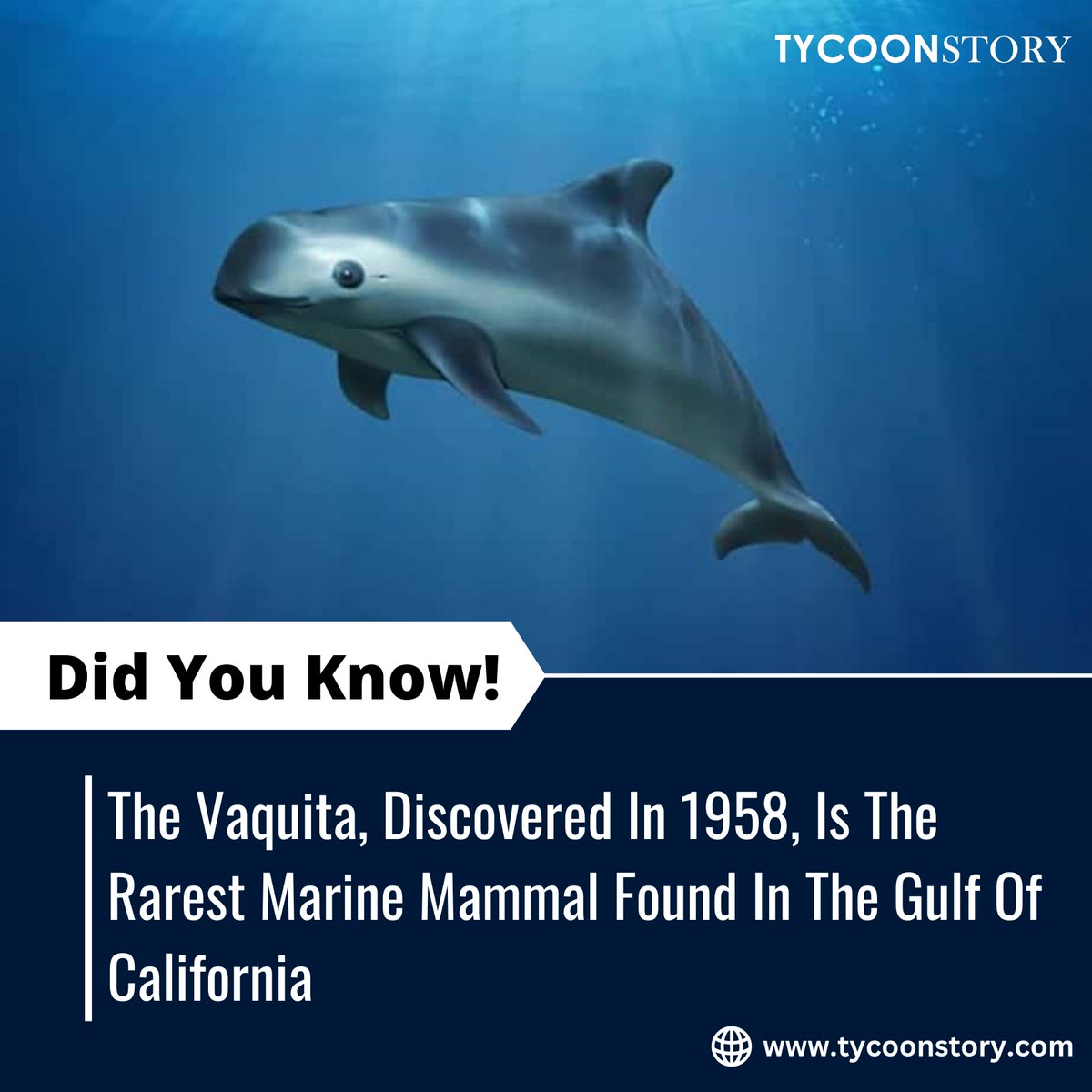 #DidYouKnow

#vaquitadiscovery #marinemammals #endangeredspecies #wildlifeconservation #marinebiodiversity #GulfWildlife #MarineDiscovery #oceanconservation #rarespeciesdiscovery #ConservationEfforts #marineecology #protectouroceans