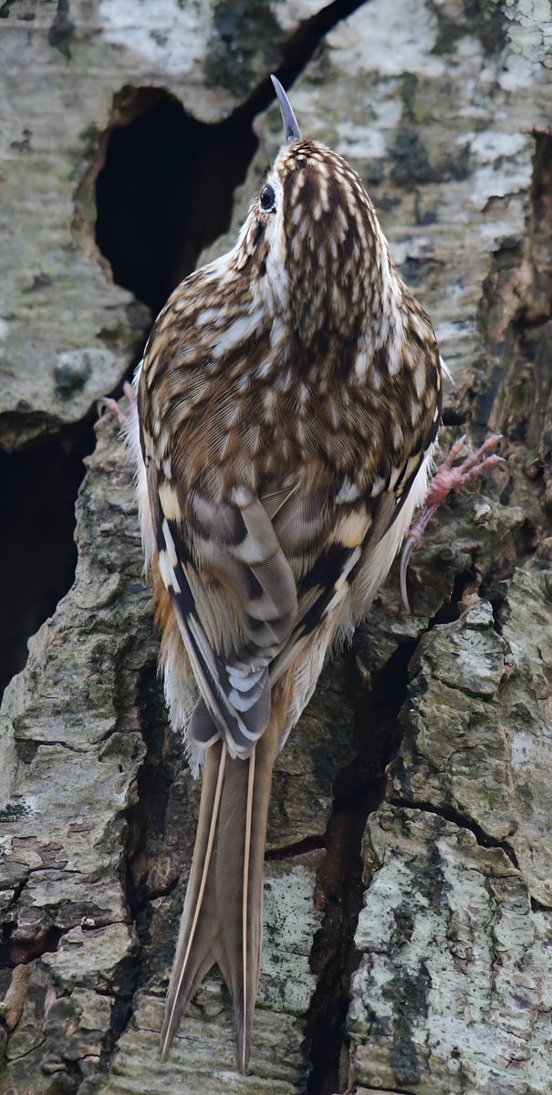 A Treecreeper this morning on the levels