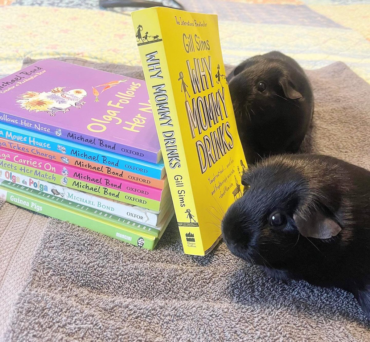 April is Book Month at All Creatures Rescue! Share your (and maybe your animal’s) favourite #book or what you’re #reading! #oprah #oprahsfavoritethings #kardashian #DougFord #ONStorm #library #Jolene #adorable #Beyonce