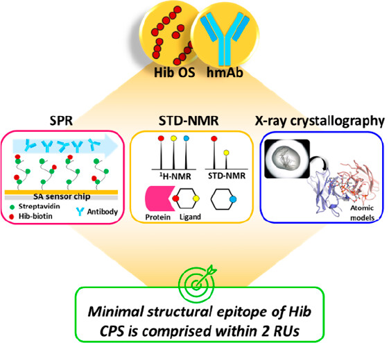 A Multidisciplinary Structural Approach to the Identification of the Haemophilus influenzae Type b Capsular Polysaccharide Protective Epitope NEW #ASAP by Maria Rosaria Romano & team @GSK Read it here: go.acs.org/8KB