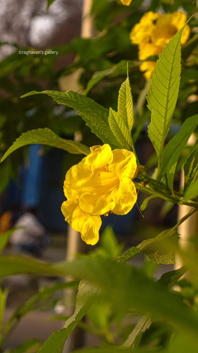 MrithulRaghavan's tweet photo. Everyday is a new chance to bloom in your own way https://t.co/yWLJHYifZV