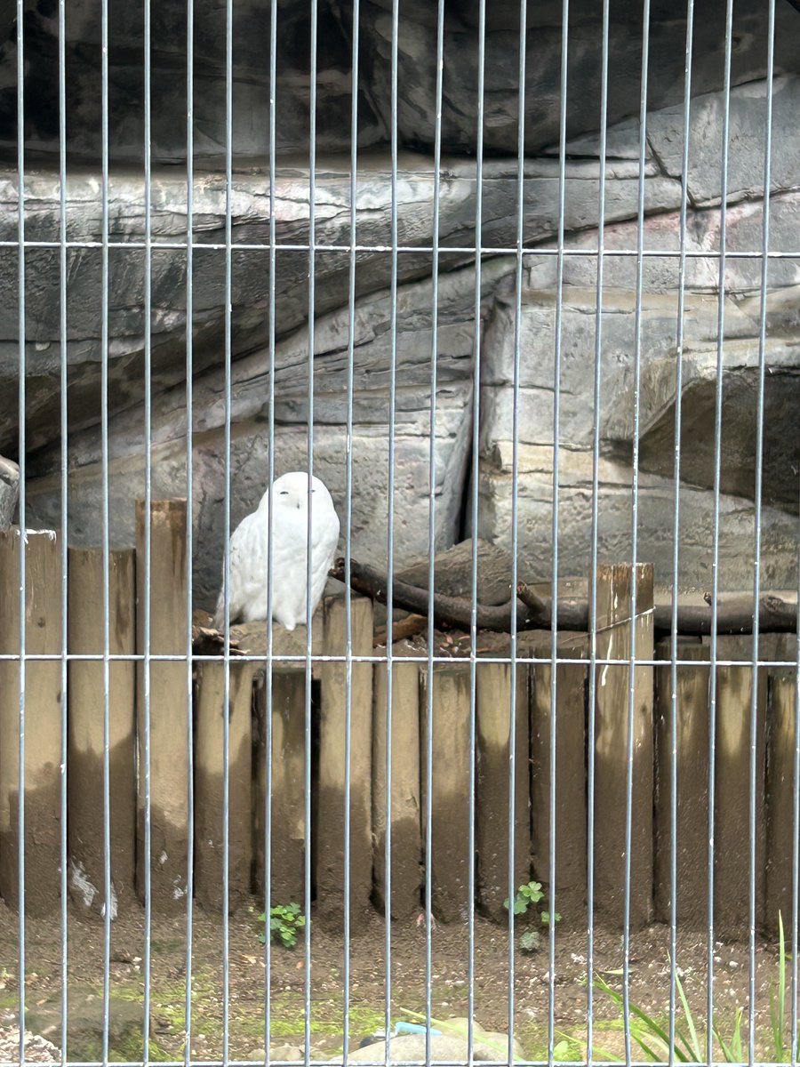 今日は従妹の誘いで #上野動物園 に。
そしたら今まで気づかなかったんですが、タカ🦅の近くのコーナーにななんと...シロフクロウがいたんです！
思わず「ヘドウィグ！」って言いながらパシャパシャ写真撮っちゃいました☺️
シロフクロウ縁起があるらしいので、皆さんも見つけたら写真に収めてみては？