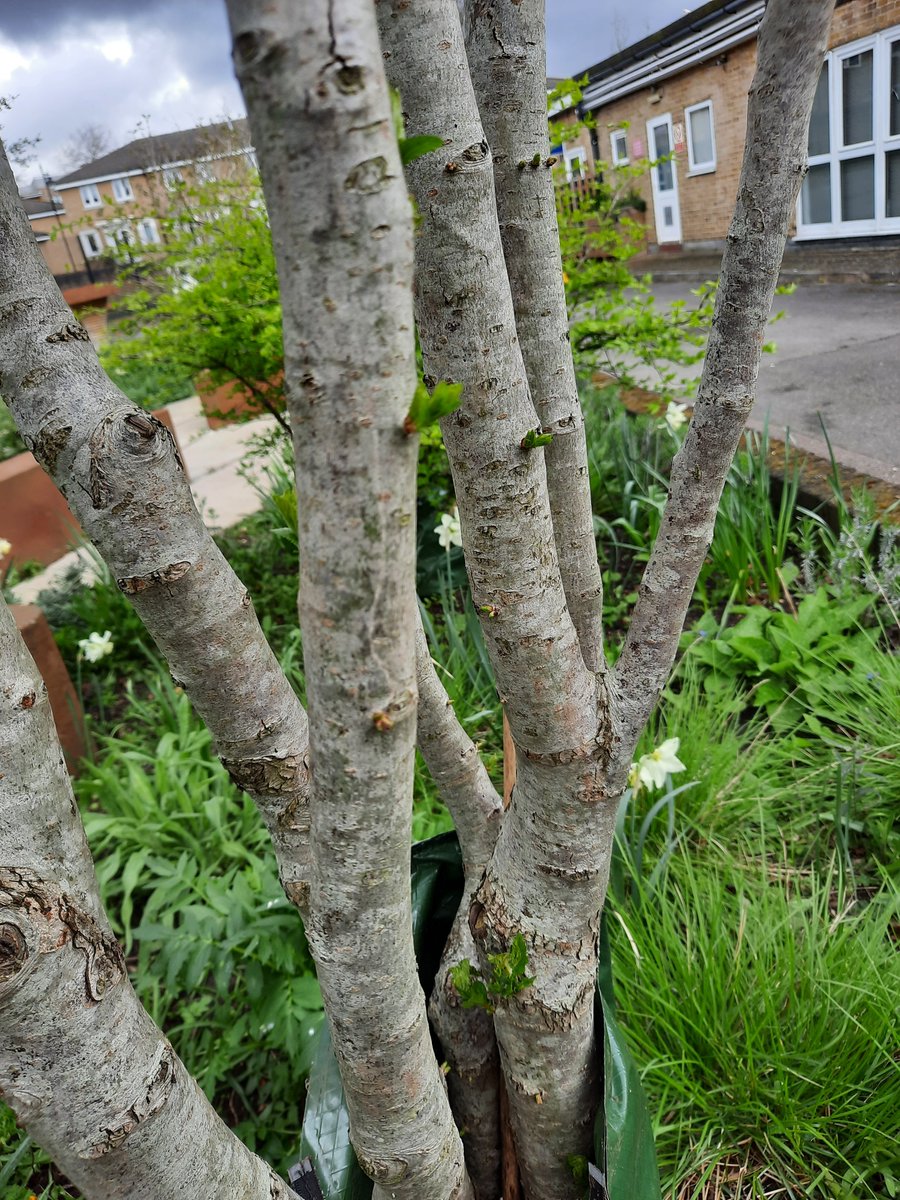 Trees being planted, compost being donated @lb_southwark @VeoliaUK @Slug_Unit trees springing back to life when it looked like they'd perished in the dry summer 2023 @mark_landform Growth happening @STGPSCamberwell children and plants💚@SouthwarkCofE @RHSSchools @Capital_Growth