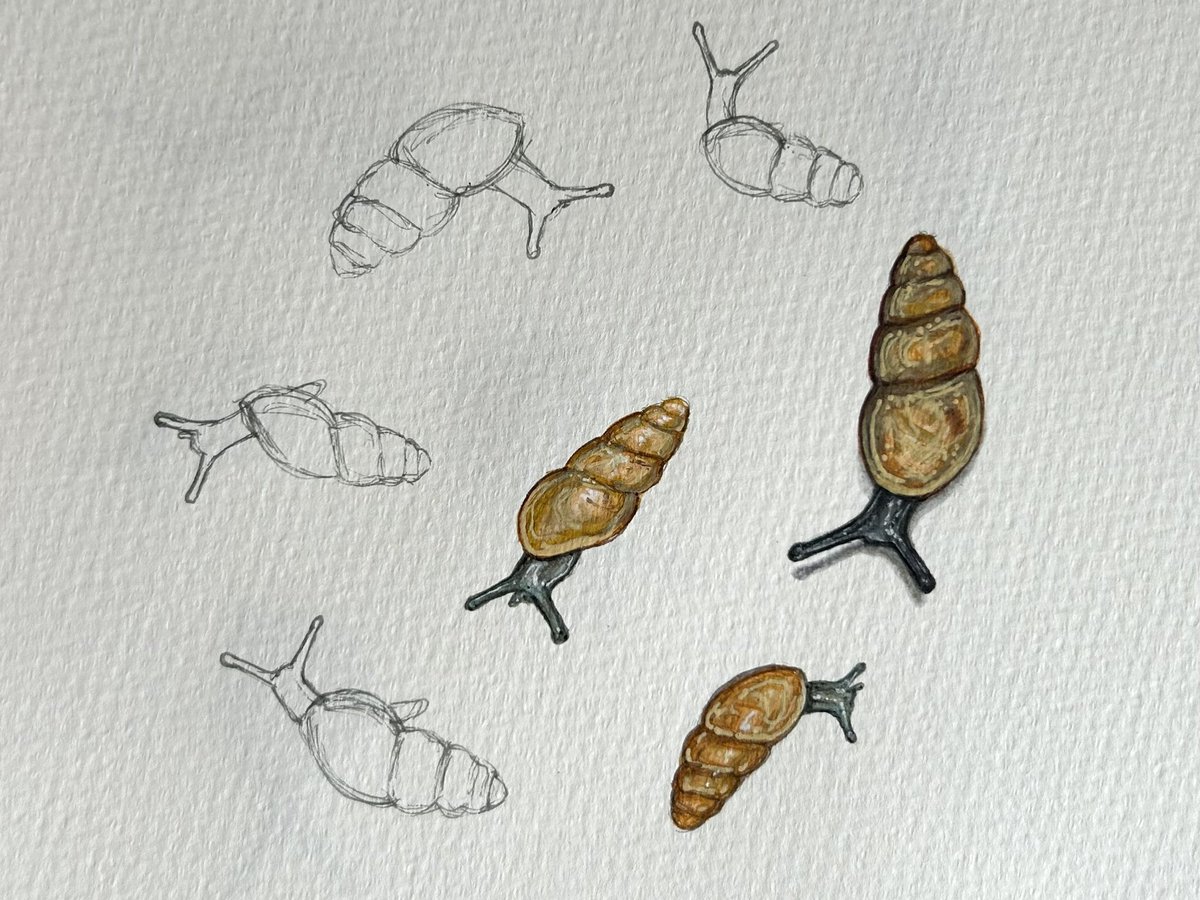 Tiny snails enjoying the rain. #drawing #glasgow #mountflorida #TwitterNatureCommunity #sketchbook