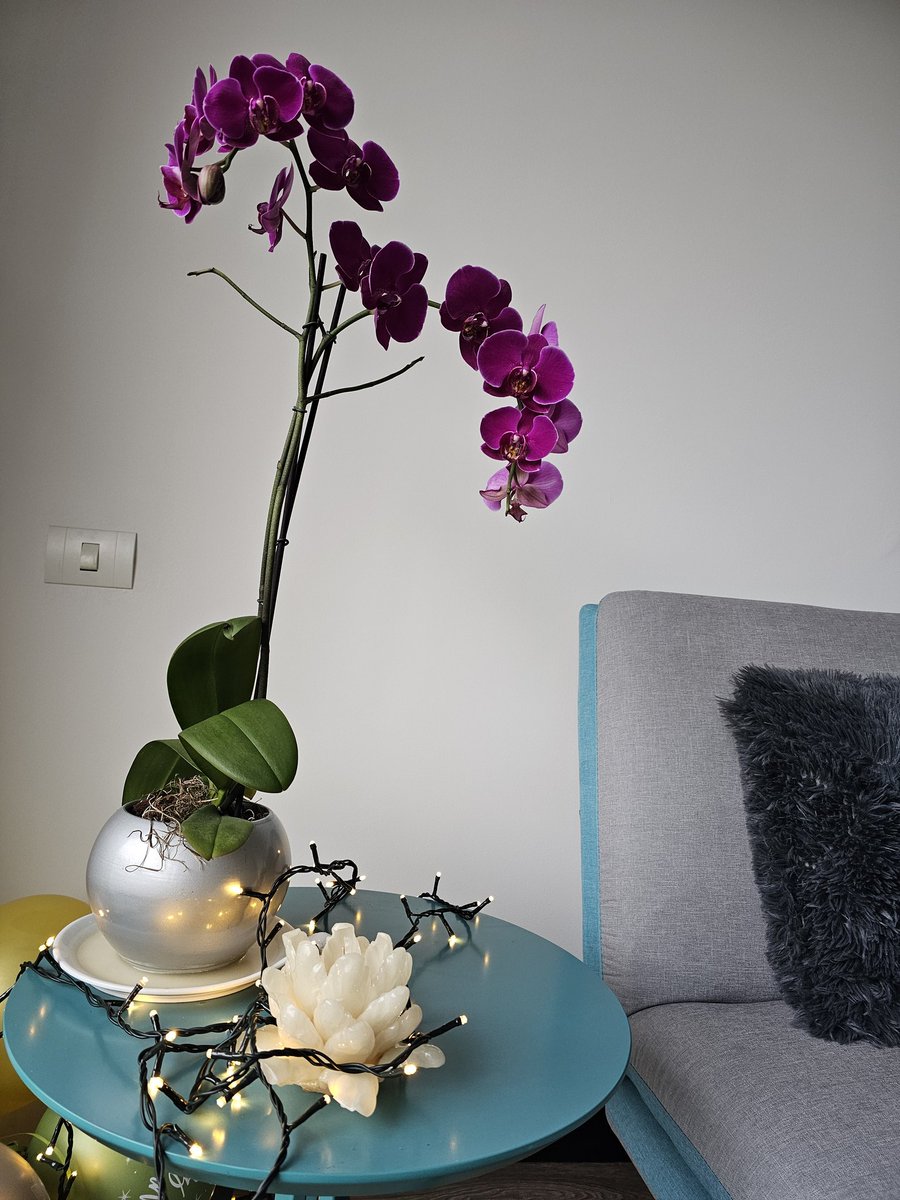 Add a few cubes of ice every week and see your orchids bloom profusely. #gardeningtips
