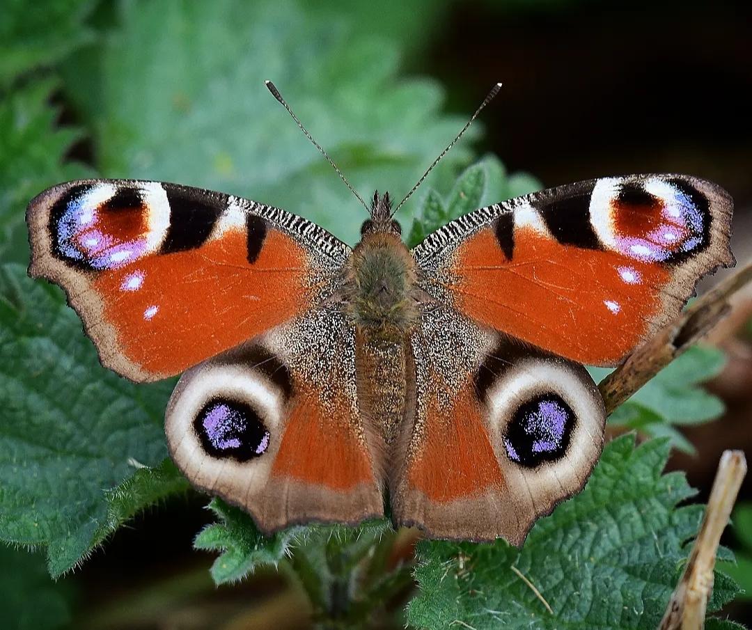 Peacock Butterfly today