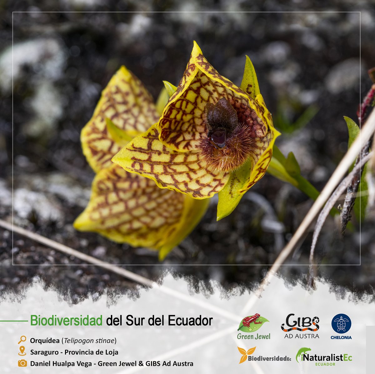 BIODIVERSIDAD DEL SUR DEL ECUADOR

🔎: Orquídea / Telipogon stinae
🏞️: Saraguro - Provincia de Loja
📷: Daniel Hualpa Vega - Green Jewel & GIBS Ad Austra

#BiodiversidadDelSurDelEcuador #GreenJewel #Chelonia #BiodiversidadEc #iNaturalistEc #CienciaCiudadana #SomosInaturalistEc
