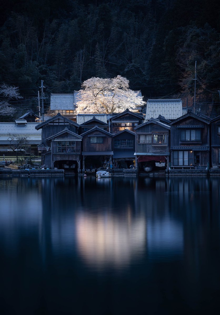 伊根の舟屋 一本桜 宵闇の桜が、柔らかく海辺に写って綺麗です✨