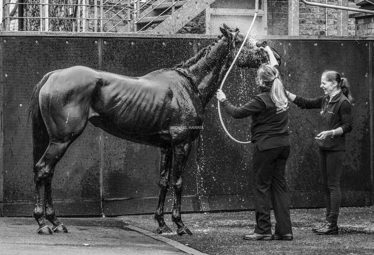 The stunning Apple Away getting a well deserved washdown back at @Ascot... 🚿 📷 @mjyharris