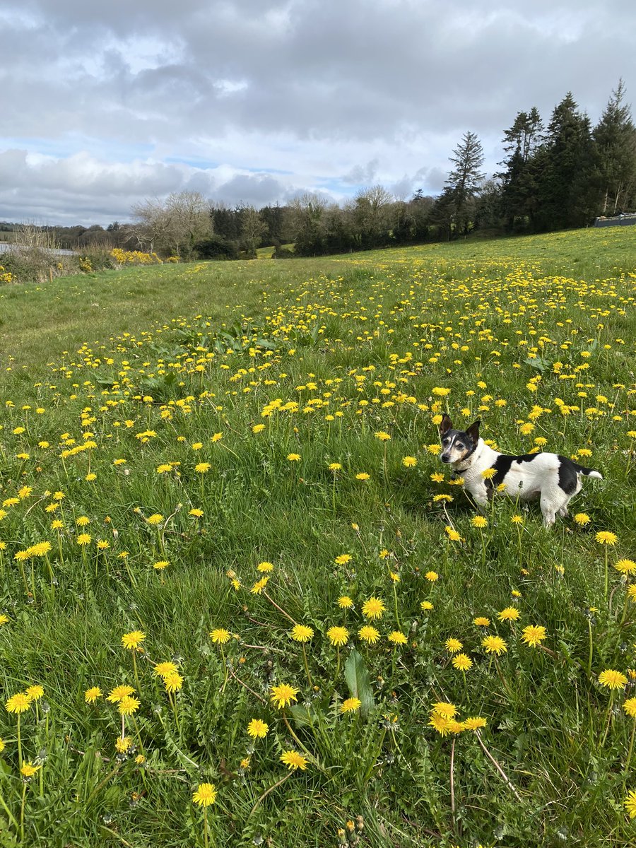 It’s dandelion season