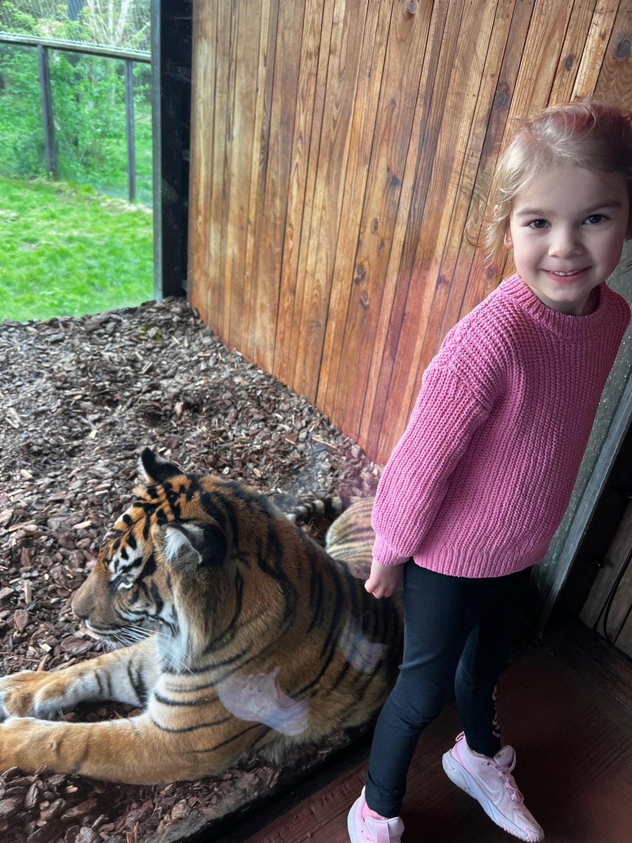 @straub_miss Rose wanted to show you how close she got to a Tiger at London Zoo today @SwingatePrimary