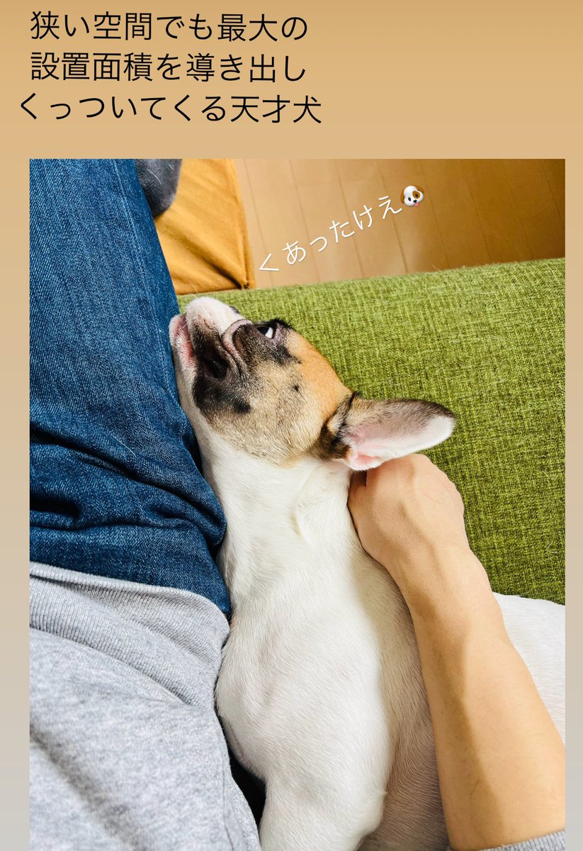 cona_bull's tweet photo. 設置面積最大にするワン！ https://t.co/kmRulWuQMH