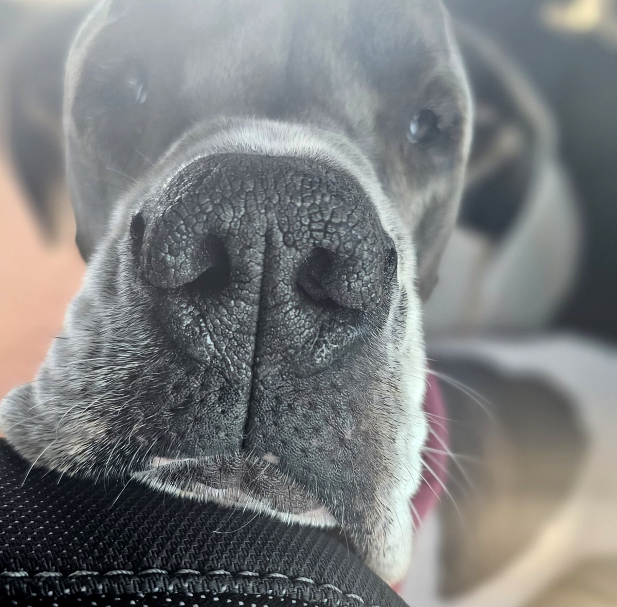 Can I get a Boop 🐽

#goodmorning #dognose #boop #boopthesnoot #dogsofx #dogsoftwitter  #boopmynose #dogs #doglife #GreatDane