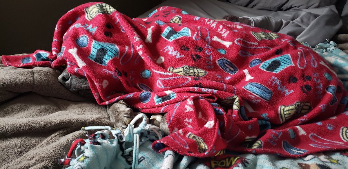 Lilyravenphotog's tweet image. Good morning from a pile of blankets 🤪🐶  #findthedog #GoodMorningX #dogsofX