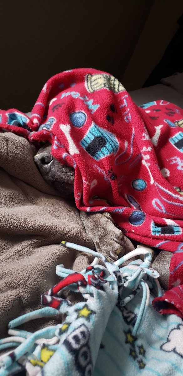 Lilyravenphotog's tweet image. Good morning from a pile of blankets 🤪🐶  #findthedog #GoodMorningX #dogsofX