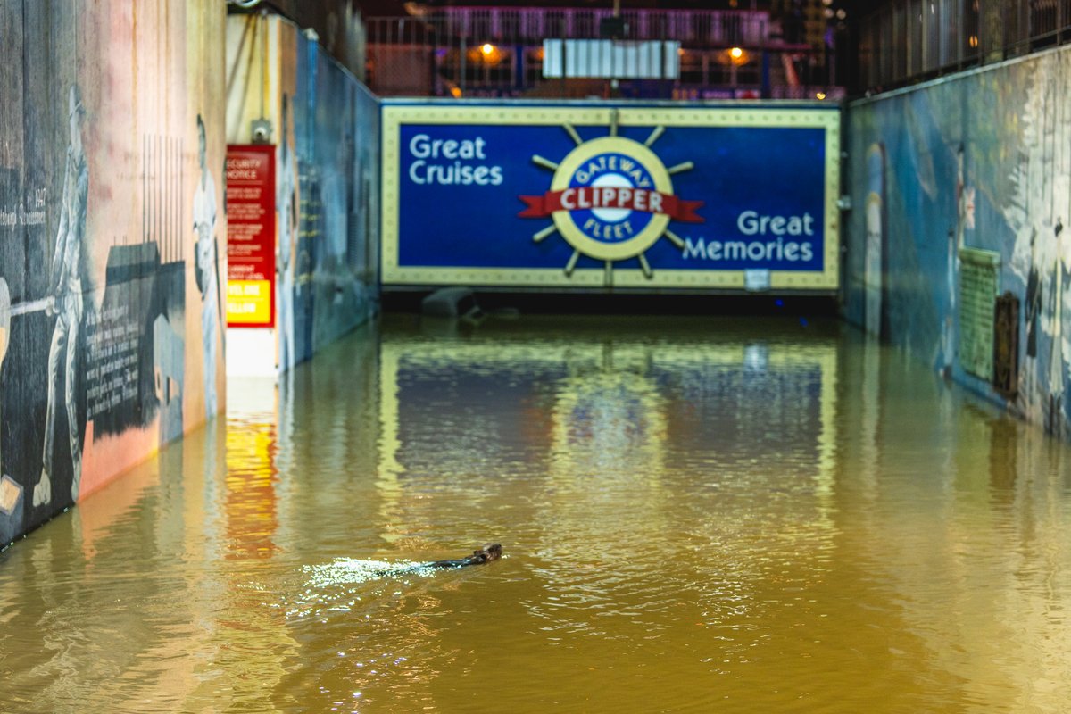 The entrance to the @GatewayClipper. Saw what appears to be an otter or a beaver (not sure) swimming around in the entrance ramp. #pittsburgh 2/6