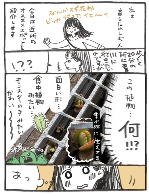 うちの近所のかわいい、見てください
(そしてこの植物はなんですか…?🌱) 