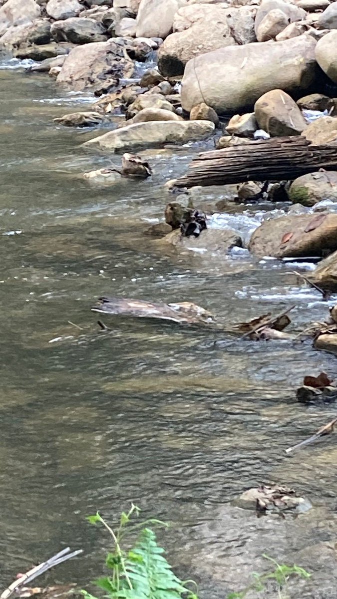 nmjire's tweet image. 𓇼 𓆛˚｡ °.𓆞 ·˙‧̍̊