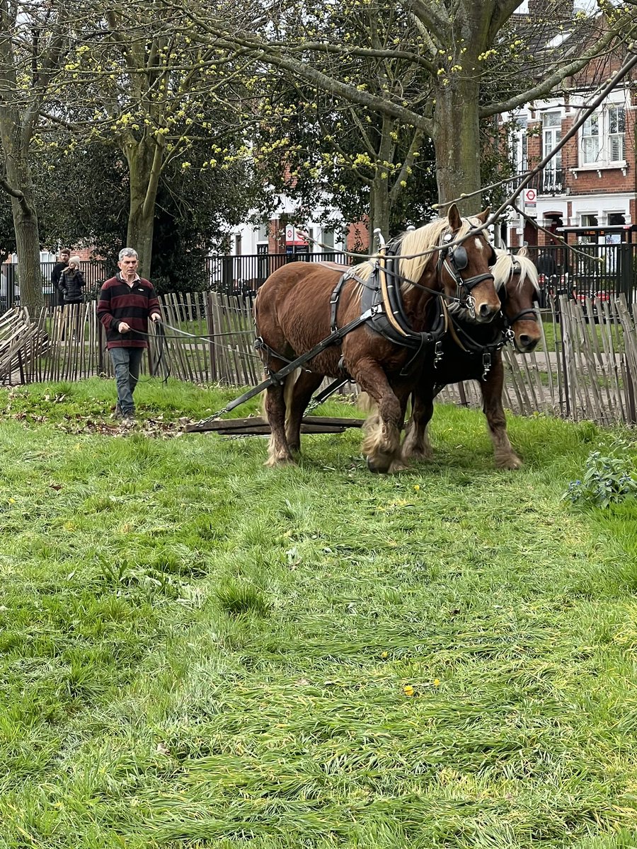 Shire horses have cut and now harrowing the meadow @WandsworthPark @EnableParks @wandbc