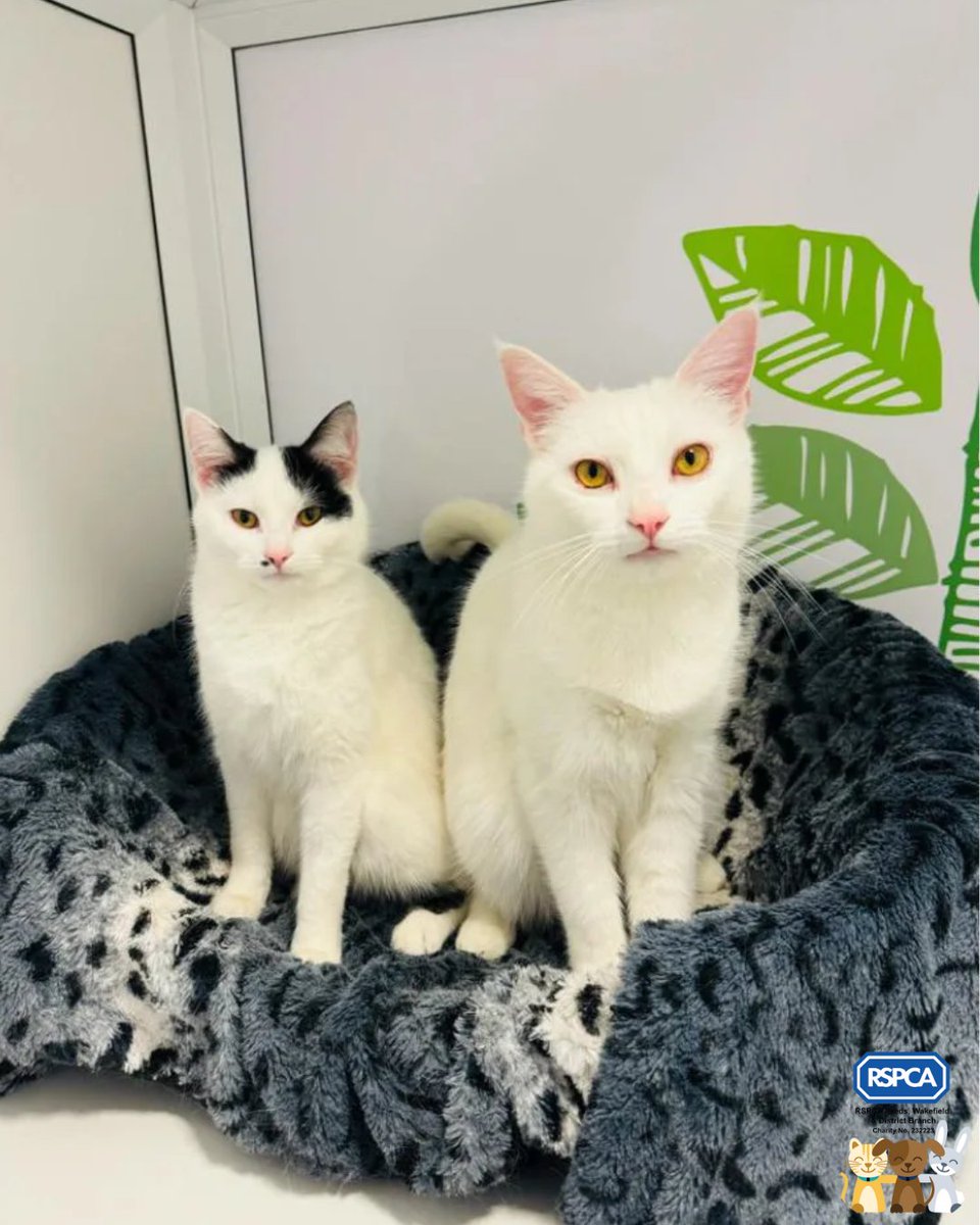 🏠We have great news to share - Christine and Eric were adopted on Sunday! 🐱Christine and Eric were found abandoned in a Pets at Home store in a taped up cat carrier. We are so happy that they have been given the second chance they deserve at a happy life in a loving home.