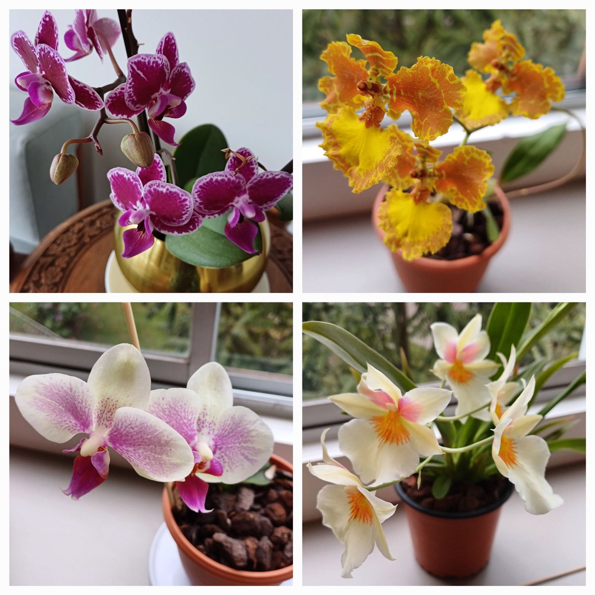 Florecieron las orquídeas de mi mamá.