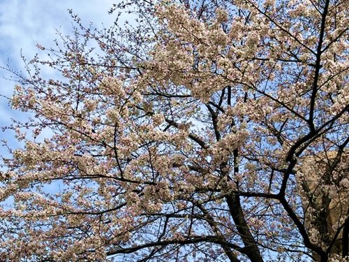 . Cherry blossoms in full bloom in the neighborhood🌸 . .📷by me