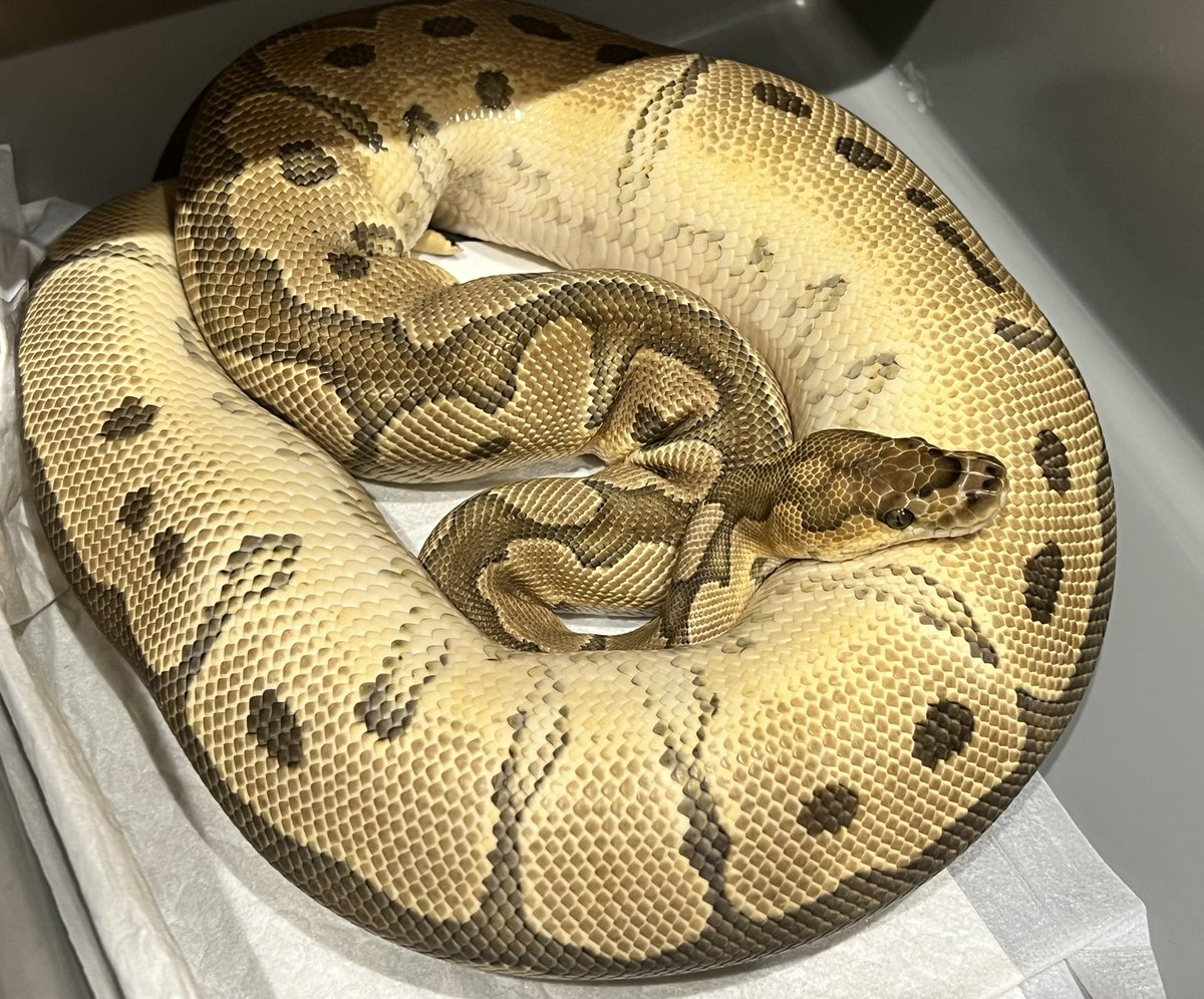 countdown⏰

From my experience, I feel that the breed is slow. 
#ballpython #ballpythons #balloythonclown #ballpythonbreeding #ballpythonmorph #ballpytonmorphs #ballpytonbreeder #clownproject