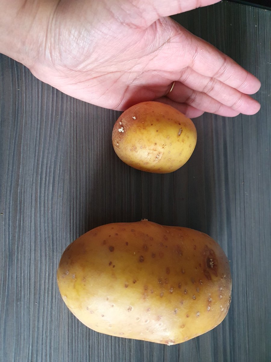 When recipe says to use one potato, but not which potato 🤷