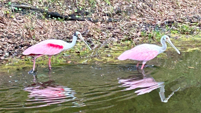 Roseate spoonbill sighting!