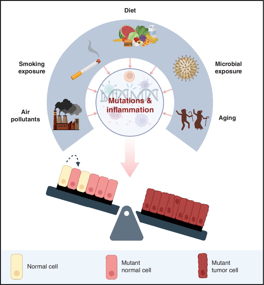 Somatic Mutations in Normal Tissues: Calm before the Storm By @humam_kadara @pascheet @ZahraaRahal @MDAndersonNews aacrjournals.org/cancerdiscover…