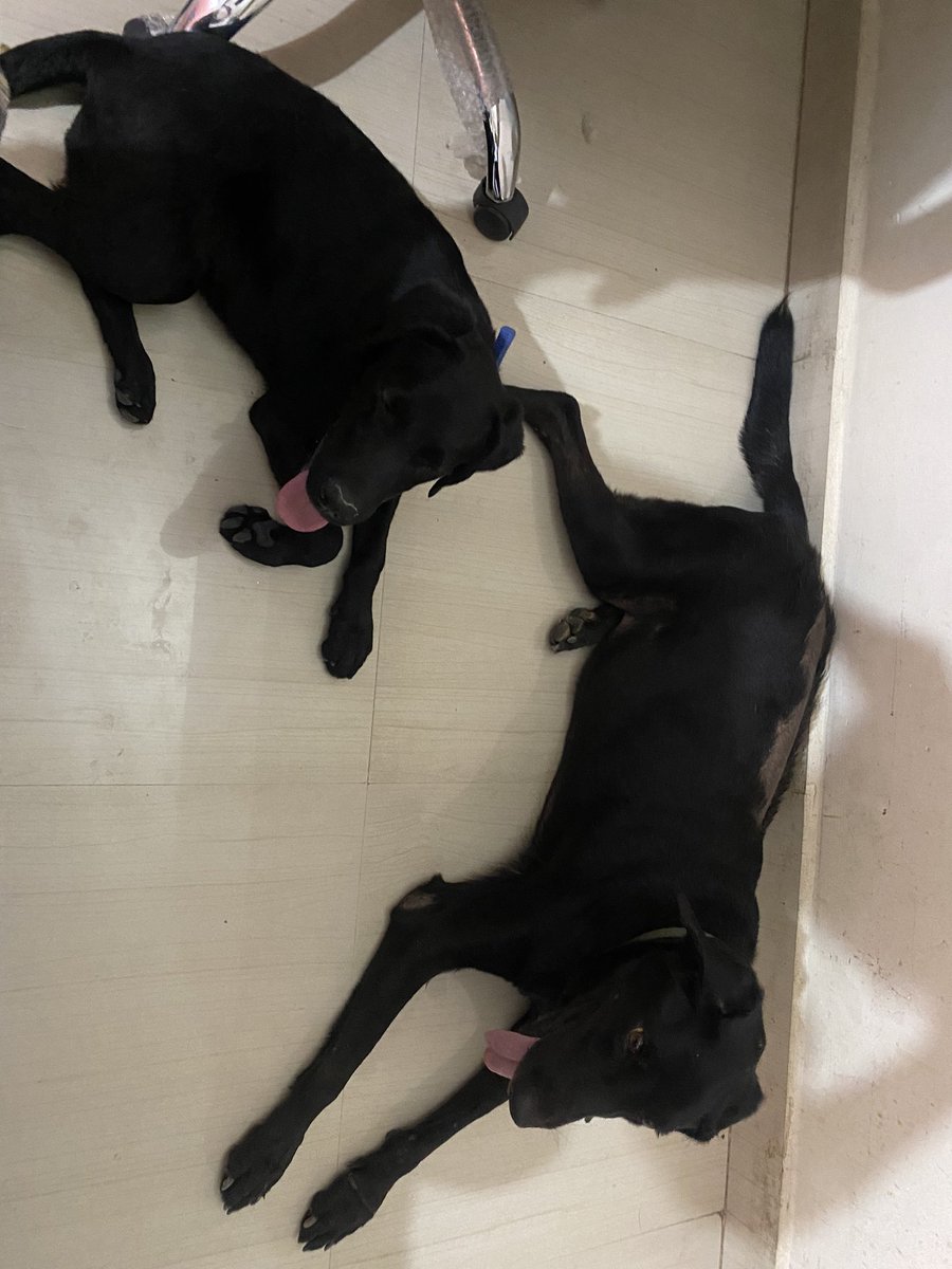 Senior/ junior… my two newest! Bhairav is nearly a year old at our home and Kajal just came in as a foster last night! Can you tell which is which? I know, it’s obvious! 😉 #adopted #mybabies #blackdogs