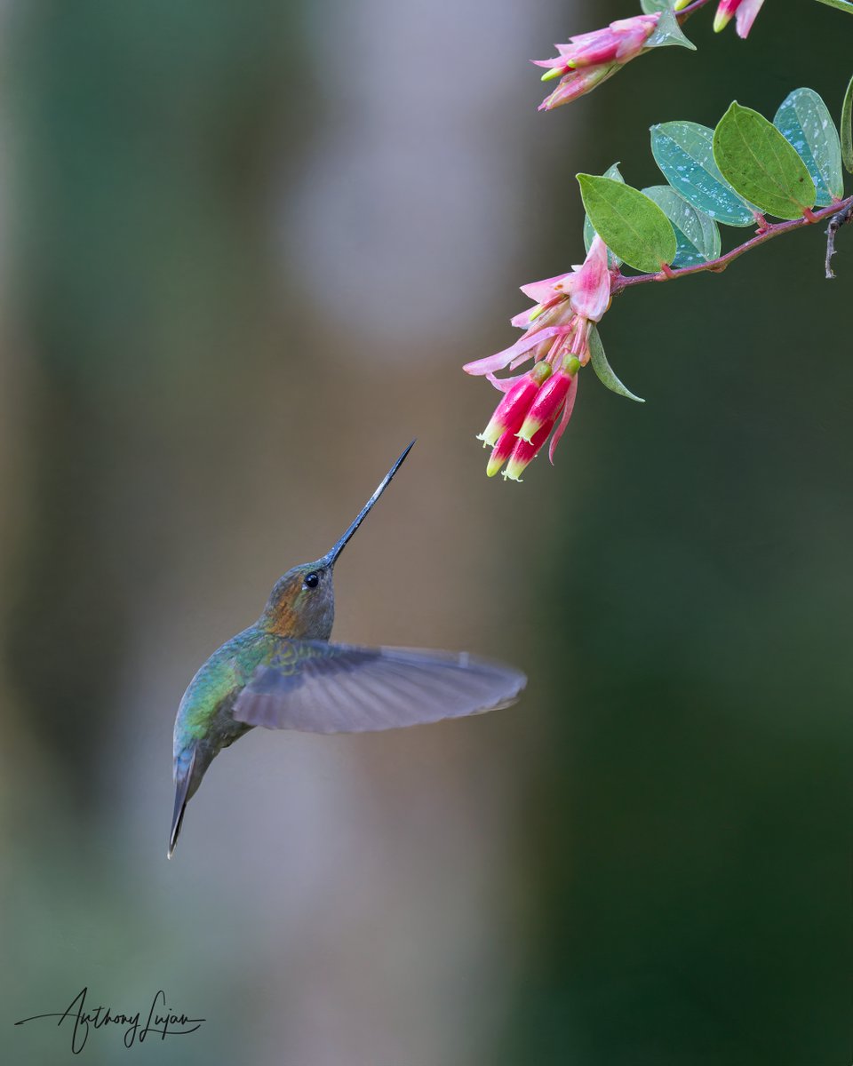 Green-fronted Lancebill Doryfera ludovicae IUCN status - Least Concern @owletlodge Sony A1 - Sony 600mm #ALhummingbirdinflight #greenfrontedlancebill #lancebill #hummingbird #colibrí #beijaflor #picaflor #Trochilidae #hummingbirds #peru #hummingbirdsofperu #nuts_about_birds ...