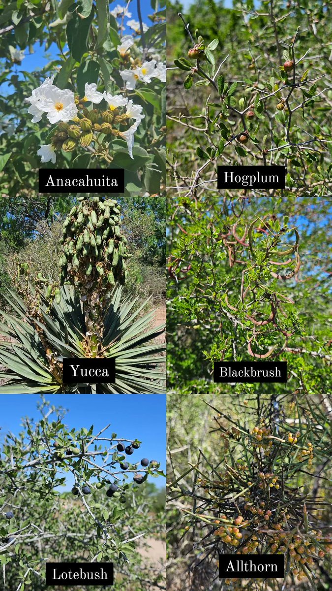 Spring is in full swing in the Rio Grande Valley of Texas this earth month! Many plants are blooming and producing fruits, which is perfect for collecting seeds in the upcoming weeks! #LoveTreesBack <a href="/AmericanForests/">American Forests</a>