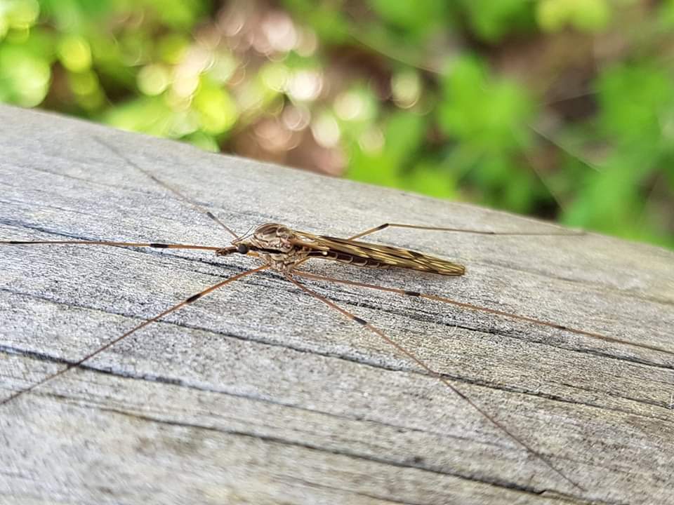 'Citizen Science Cranefly Records For Ireland' is the latest dataset to feature on Biodiversity Maps: maps.biodiversityireland.ie/Dataset/379 The dataset currently has 360 records 47 species. A major thanks to Ryan Mitchell @RyanM_Sussex for his time and expertise in validating these records.