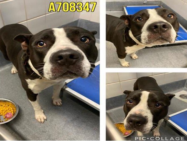 🆘 HW+ #PITBULL / #AMSTAFF DOG PICKLES ⭐️ #A708347 (2yo M, 61lb) IS TO BE KILLED TODAY 4.4 BY SAN ANTONIO ACS (#TEXAS)‼️

To #foster / #AdoptDontShop 📧acsrescue-foster@sanantonio.gov & acsadoptions@sanantonio.gov

#DogLovers
#PledgeForRescue 
#FostersSaveLives
#DontBullyMyBreed