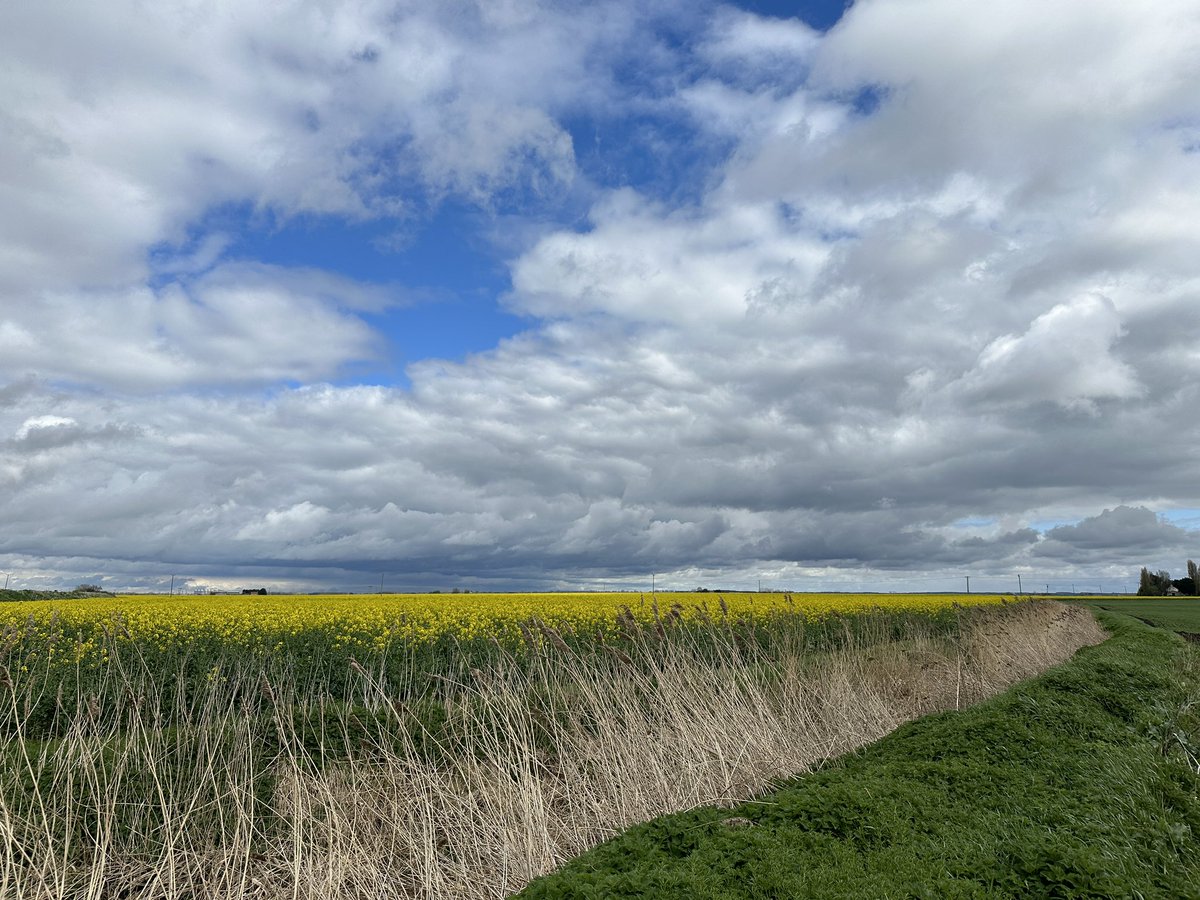 Moody skies soon after this shot of oilseed rape in Norfolk this afternoon @ChrisPage90 @WeatherAisling @ElyPhotographic @SpottedInEly