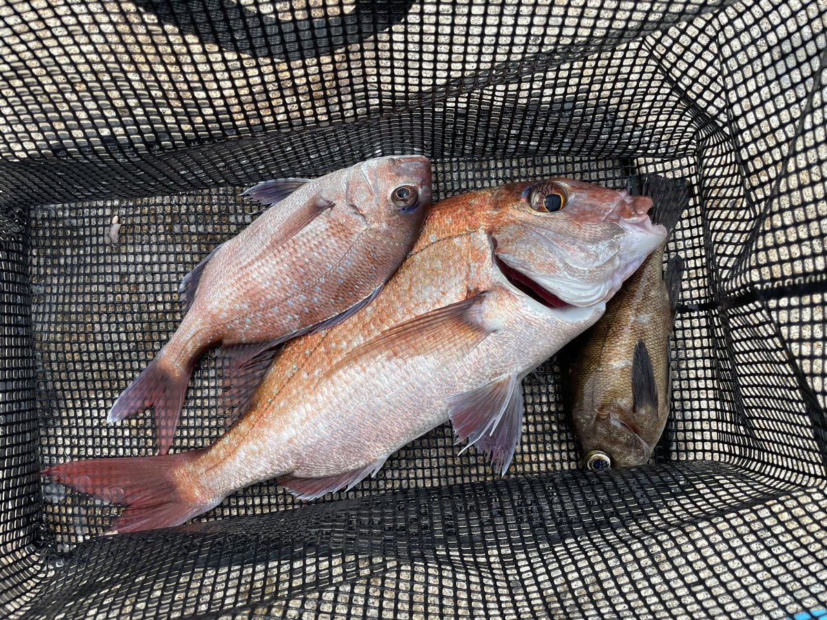 same0928's tweet image. 下津井沖
ギリギリ確保
真鯛よりコブの活性の方が高かった
まだ桜は満開ではないのかな？