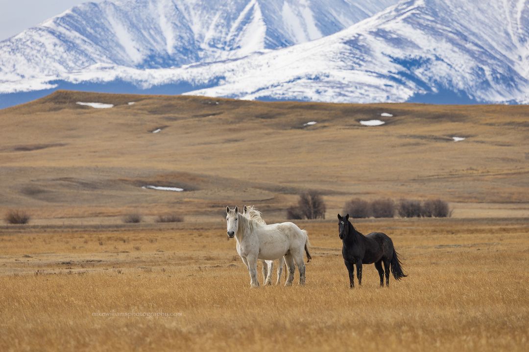 Horses near Buffalo Montana.  #mikewilliamsphotography #montanamoment #horses #littlebeltmountains #canon #canonphotography #canonusa #canonr5