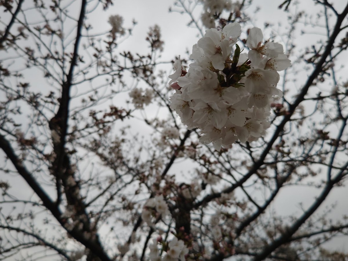 東京都北区赤羽の荒川河川敷の桜と芝桜と俺(笑)