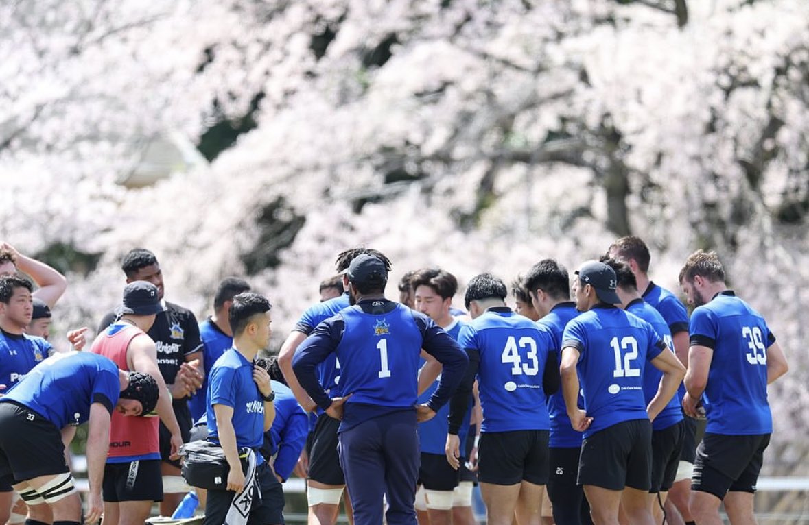 Spring is here in Kumagaya ✨ The team enjoyed the beautiful backdrop for today’s open training session at the Wild Knights Clubhouse 🌸 Make sure to arrive early for Saturday’s home game to get a selfie 🤳 with the cherry blossoms! #SPWK | #WildKnights