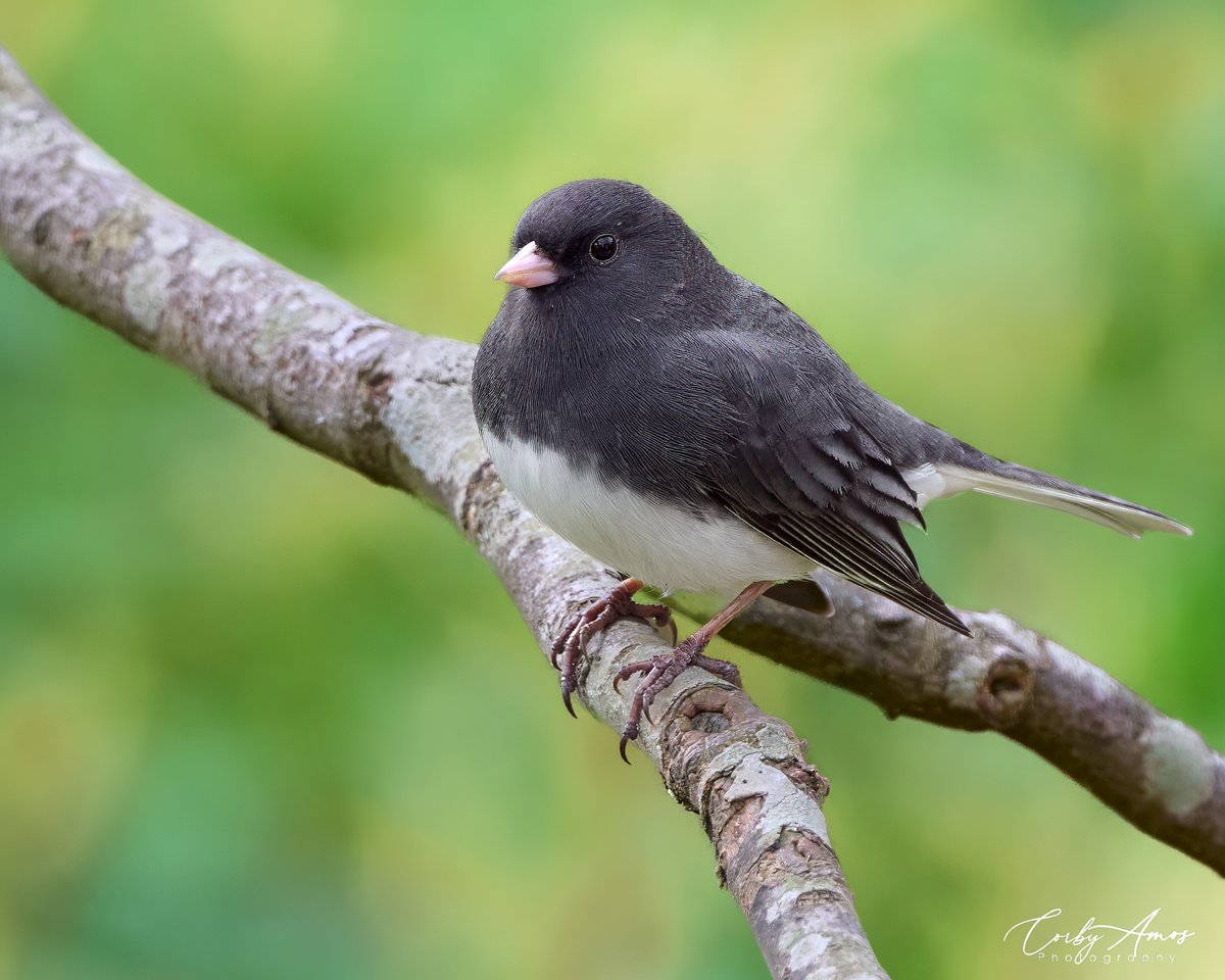 Dark-eyed Junco . ko-fi.com/corbyamos . linktr.ee/corbyamos . #birdphotography #birdwatching #BirdTwitter #twitterbirds #birdpics #BirdsofTwitter