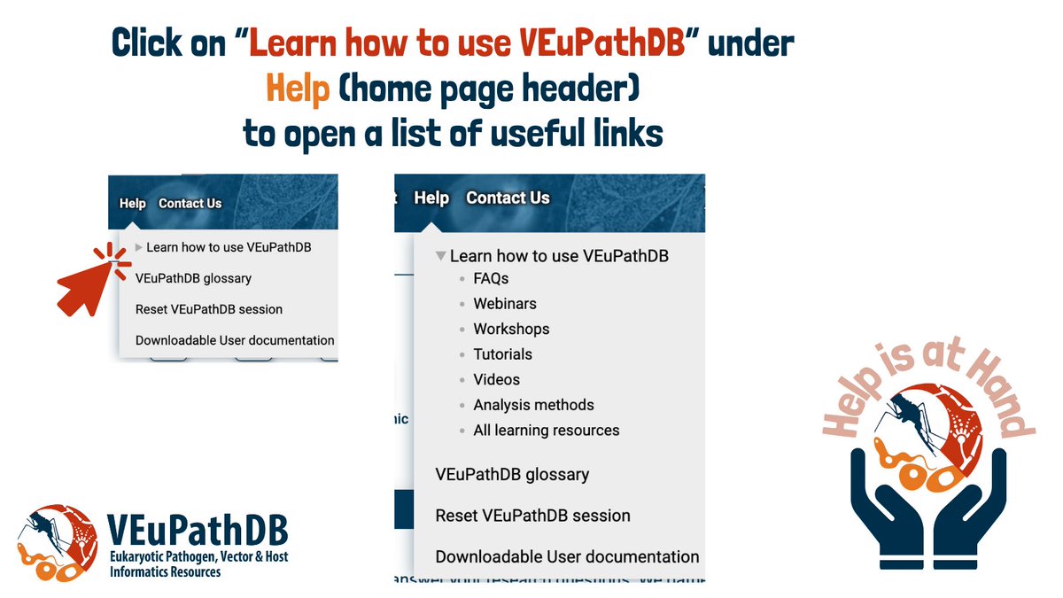 The 'Help' menu is conveniently located in the header of every VEuPathDB home page. Click on 'Learn how to use VEuPathDB' drop-down section to reveal a list of useful links. @fungidb @vectorbase @veupathdb veupathdb.org/veupathdb/app/