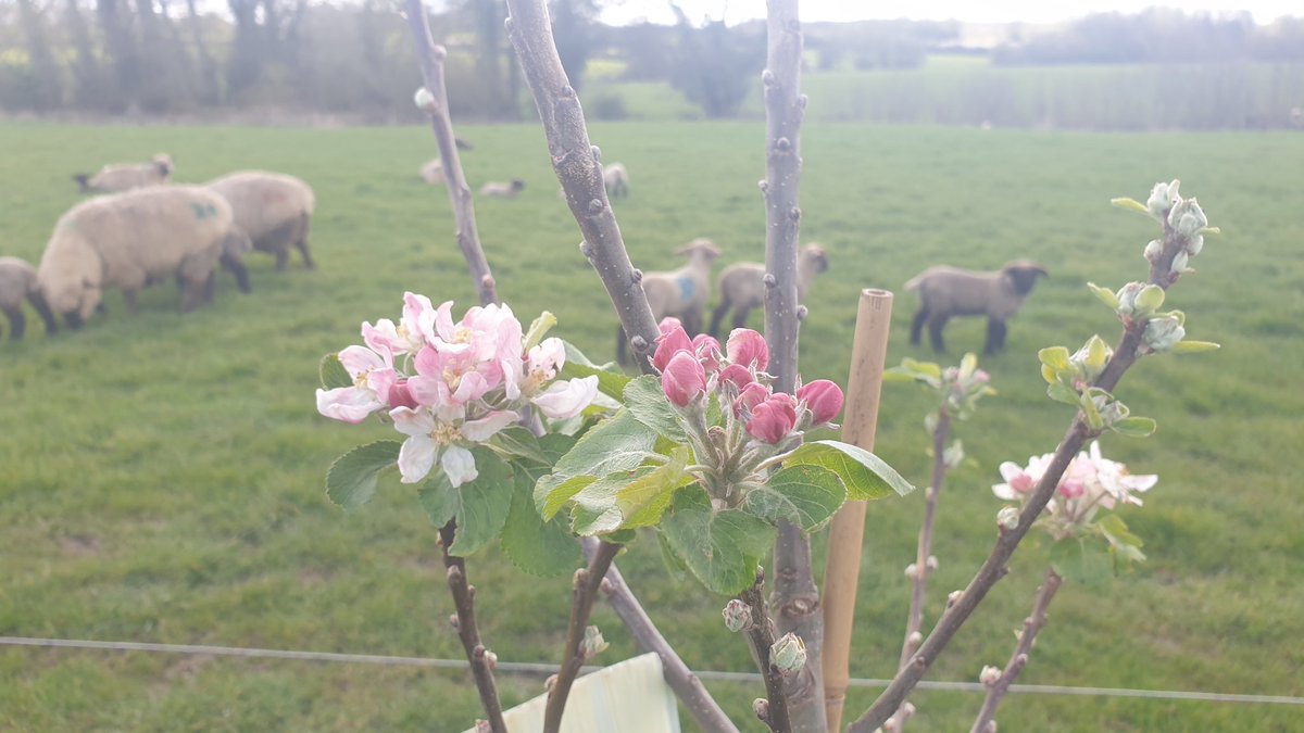 #agroforestry #apple trees are in! The fence is going to be 3 strand electric but how far do people think it should be out from the trees? Trees are a mix but mainly 106 root stocks. I suppose it comes down to if you want to harvest from inside or outside 🤔 @Ben_Raskin