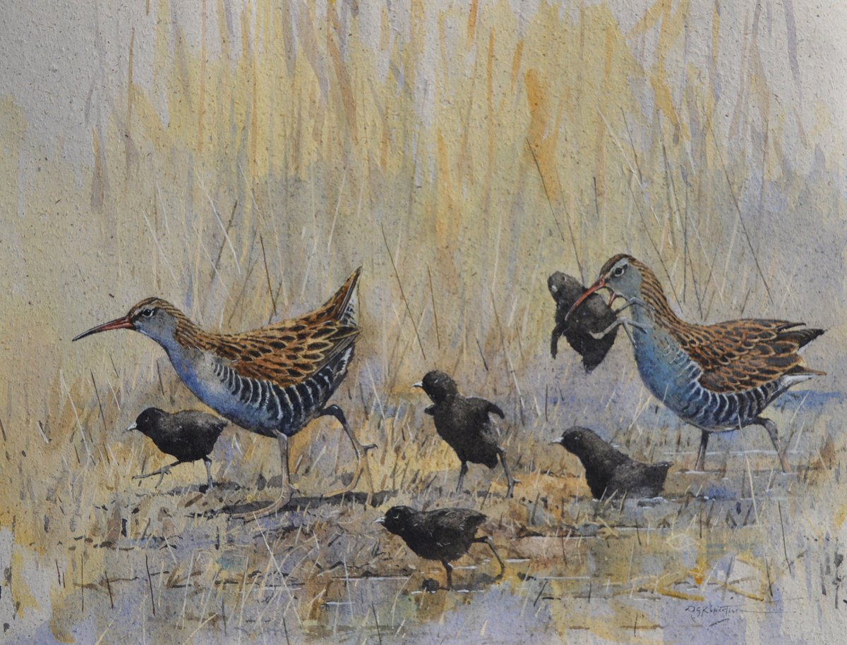 Derek Robertson, who is currently exhibiting at the SOC alongside Fiona Clucas, has studied the Tay reedbeds for years. He is finalising a recent study of Water Rails there, which gave him the opportunity to draw these elusive birds. Exhibition open Wed-Sun (10-4), until 14 Apr.