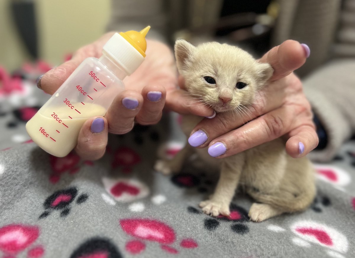 California pet retailer @petfoodexpress recently launched its annual, month-long Kitten Season awareness campaign dedicated to helping 83 nonprofit rescue and shelter organizations with the influx of kittens & the related surge in demand for help that kitten season causes. #Pets