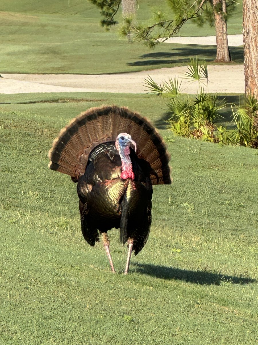 Early mornin strut!! @FSOrlando #TurkeyWatch #turkeys