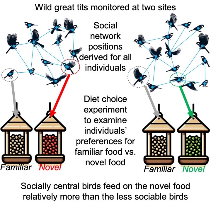 Fussy eaters have fewer friends 🐦 New paper experimentally testing how sociality shapes dietary decisions in wild birds: cell.com/iscience/fullt… Press release: ox.ac.uk/news/2024-04-0…