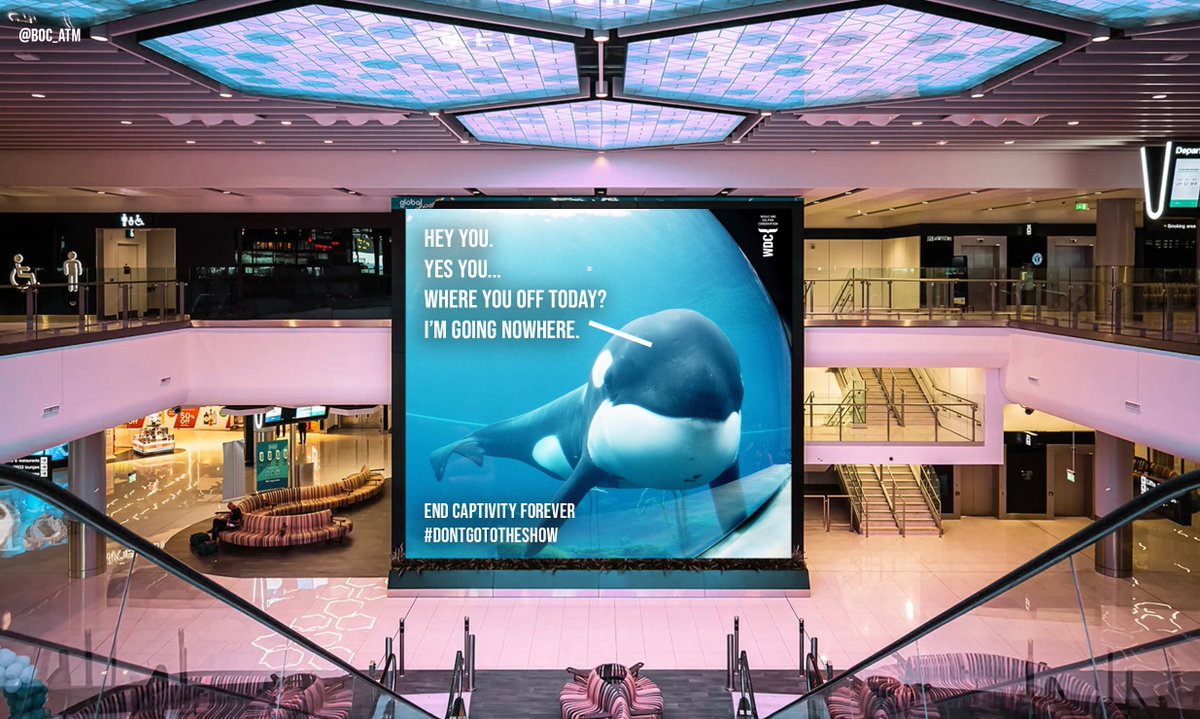 My third poster for today's @OneMinuteBriefs to appear on the @manairport Wonderwall & other airport destinations. Encouraging UK holidaymakers not to visit captive whale and dolphin attractions while they are abroad. #DontGoToTheShow. @whalesorg #EndCaptivityForever